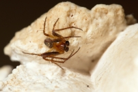 *(17800) La Diodie tte de mort. Un mle (Araneae - Araneidae - Zilla diodia)
